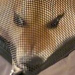 『歌舞伎役者…？』犬と一緒にフェリーに乗った結果→想定外のハプニングと『まさかの光景』が257万再生「強い意思を感じるｗ」と爆笑の声(ブログ)