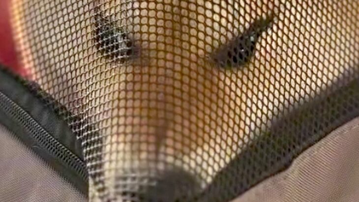 『歌舞伎役者…？』犬と一緒にフェリーに乗った結果→想定外のハプニングと『まさかの光景』が257万再生「強い意思を感じるｗ」と爆笑の声(ブログ)