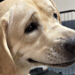 『なんて顔してるの…』大型犬の写真を撮った結果→想像もできなかった『まさかの表情』に8万8000いいね「ミームになりそうｗ」と大反響(ブログ)
