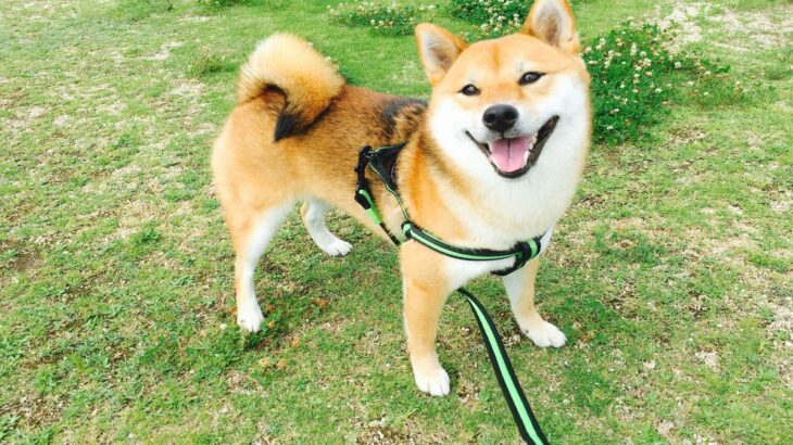 犬が楽しいと感じる『４つの散歩方法』愛犬を喜ばせるために押さえておきたいポイントまで(ブログ)