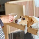 犬がご飯を前に『興奮状態』になっているときのNG行為4選　興奮を助長させる飼い主の行動とは？(ブログ)