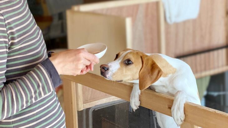 犬がご飯を前に『興奮状態』になっているときのNG行為4選　興奮を助長させる飼い主の行動とは？(ブログ)