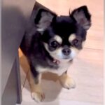 家事をしていたら、寂しがり屋な犬が…構ってもらえなくて見せた『予想外の解決方法』が17万再生「笑ったｗ」「抱きしめたくなる」と絶賛(ブログ)