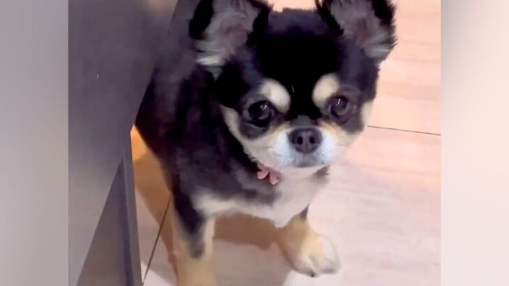 家事をしていたら、寂しがり屋な犬が…構ってもらえなくて見せた『予想外の解決方法』が17万再生「笑ったｗ」「抱きしめたくなる」と絶賛(ブログ)