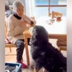 おばあちゃんの家に遊びに行った大型犬→会った瞬間に…可愛すぎる『ふたりの恒例行事』が45万再生「大好きなんだね」「最高コンビ」と絶賛(ブログ)