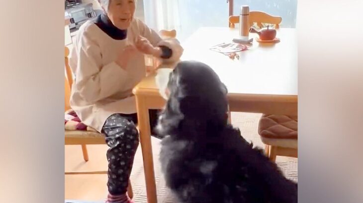 おばあちゃんの家に遊びに行った大型犬→会った瞬間に…可愛すぎる『ふたりの恒例行事』が45万再生「大好きなんだね」「最高コンビ」と絶賛(ブログ)