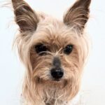 怪しげな店で売れ残っていた犬→繁殖犬になる直前に即決で連れて帰った結果…『10年後の光景』に「優しい飼い主さん」「幸せ伝わる」の声(ブログ)