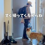 春休みが終わり学校へ行く息子→寂しがっている犬たちに『ママが一言』かけたら…まさかの『切り替えの速さ』に「機敏な動き」「お利口」の声(ブログ)