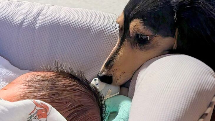 1ヶ月前にお家にやってきた赤ちゃん→犬に『赤ちゃんは大丈夫？』と聞くと…尊すぎる『我が子のような光景』に3万いいね「感動」「愛深すぎる」(ブログ)
