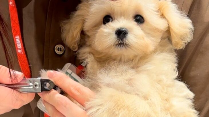 赤ちゃん犬をお迎えに→店員さんが爪切りを始めると…泣けるほど愛おしい『されるがまま過ぎる光景』が62万再生「涙出た」「顔がたまらん」(ブログ)