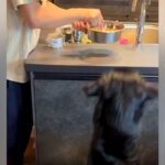 食事に興味がない大型犬→家族が試行錯誤をした結果…辿り着いた『まさかの作戦』が128万再生「凄い技ｗ」「愛情に溢れてて素敵」と称賛の声(ブログ)
