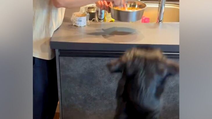 食事に興味がない大型犬→家族が試行錯誤をした結果…辿り着いた『まさかの作戦』が128万再生「凄い技ｗ」「愛情に溢れてて素敵」と称賛の声(ブログ)