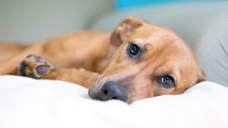 『不幸だと思っている犬』がみせる仕草や行動5選　愛犬が負の感情を抱いてしまう原因とは？(ブログ)