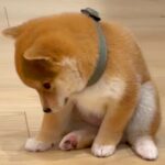 犬が赤ちゃんだった時期と現在の『寝落ちの様子』を比較した結果…愛おしい『ビフォーアフター』が795万再生「たまらん」「抗わなくなったｗ」(ブログ)