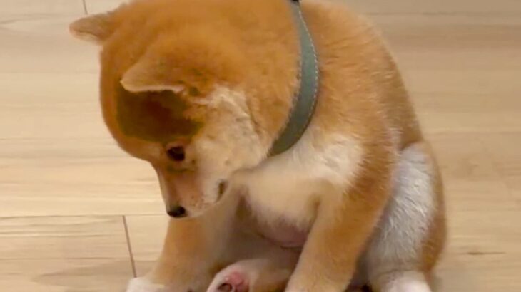 犬が赤ちゃんだった時期と現在の『寝落ちの様子』を比較した結果…愛おしい『ビフォーアフター』が795万再生「たまらん」「抗わなくなったｗ」(ブログ)