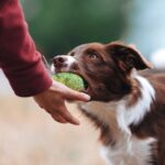 犬を楽しくさせる『知育遊び』4つ　愛犬に与えるメリットや喜んでもらう秘訣をご紹介(ブログ)
