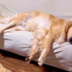 大型犬の『睡眠時間』を計ってみた結果→家族との暮らしが『微笑ましすぎる』と38万再生「羨ましい日常」「確かによく寝る」と絶賛(ブログ)