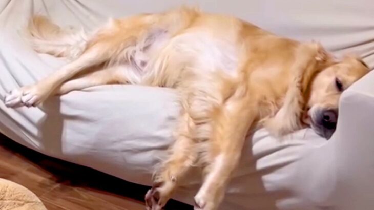 大型犬の『睡眠時間』を計ってみた結果→家族との暮らしが『微笑ましすぎる』と38万再生「羨ましい日常」「確かによく寝る」と絶賛(ブログ)