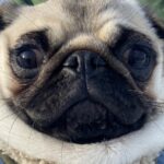 『可愛いマフラー付けてるね』と言われたパグ犬→何のことかと思ったら…『まさかの勘違い』に「自前ｗｗ」「本物で草」と1万いいね集まる(ブログ)