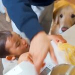 １歳の男の子と大型犬が『一緒にクッキーを作ったら』…カオスな光景と微笑ましい結末が10万再生「粉まみれｗ」「可愛いが溢れてる」と絶賛(ブログ)