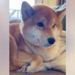 お母さんと散歩に行くつもりだった犬→相手が『お父さん』だと分かった結果…辛辣な『容赦ない対応』が35万表示「ガードしてるｗ」と爆笑(ブログ)