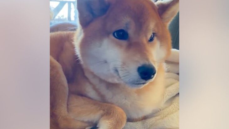 お母さんと散歩に行くつもりだった犬→相手が『お父さん』だと分かった結果…辛辣な『容赦ない対応』が35万表示「ガードしてるｗ」と爆笑(ブログ)