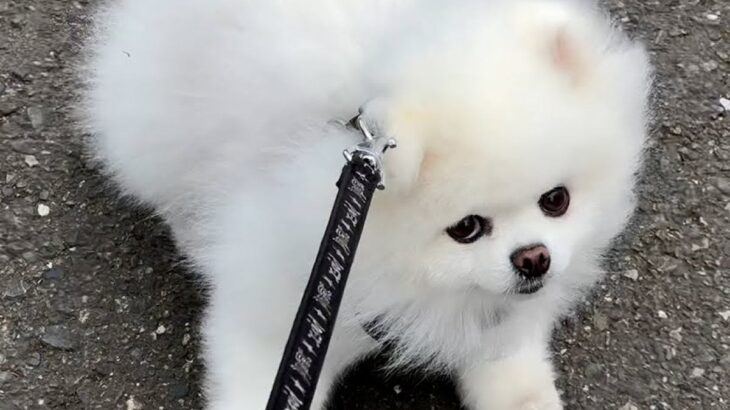 飼い主の体調不良で散歩に行けていなかった犬→久々に外に出たら…楽しすぎて見せた『まさかの行動』が6万再生「甘えたいもんね」「可愛い」(ブログ)