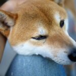 犬が『飼い主にあご乗せ』する心理5選　どんなときにくっついてくるの？可愛い行動に隠された意味まで(ブログ)
