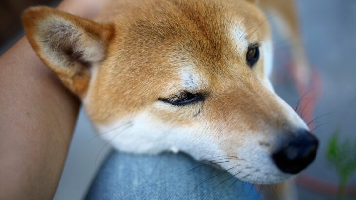 犬が『飼い主にあご乗せ』する心理5選　どんなときにくっついてくるの？可愛い行動に隠された意味まで(ブログ)