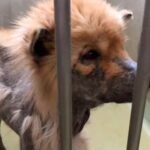 歯もない状態で山に捨てられていた『ボロボロの犬』→保護した結果…同じ犬とは思えない『嘘のような変化』が16万再生「顔が違う」「感謝」の声(ブログ)