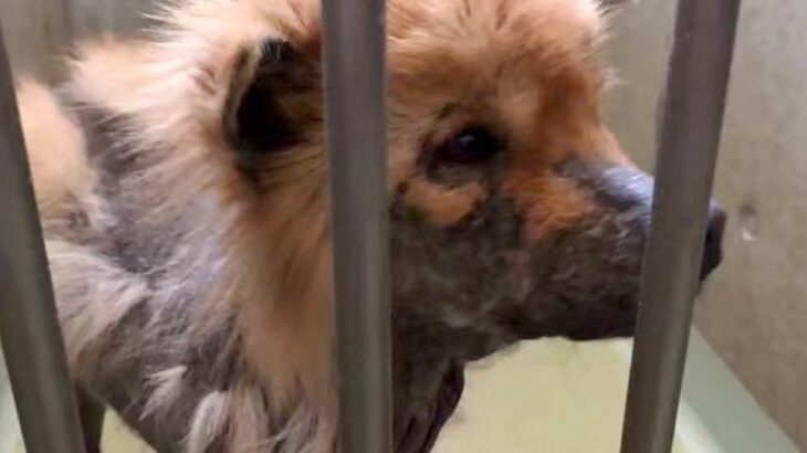 歯もない状態で山に捨てられていた『ボロボロの犬』→保護した結果…同じ犬とは思えない『嘘のような変化』が16万再生「顔が違う」「感謝」の声(ブログ)