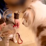 実家の猫が『初めて家に遊びに来た』結果→犬たちがガン見し続け…絶対に離れない『まさかの光景』が37万再生「見すぎw」「お茶吹いた」(ブログ)