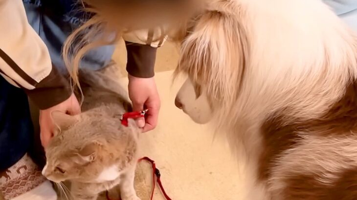 実家の猫が『初めて家に遊びに来た』結果→犬たちがガン見し続け…絶対に離れない『まさかの光景』が37万再生「見すぎw」「お茶吹いた」(ブログ)