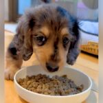 『大きくなっても3.5キロ』と言われた小さい犬…半年後→想定と違いすぎる『衝撃的な現在』が129万再生「むしろ親孝行」「重さも愛おしい」(ブログ)