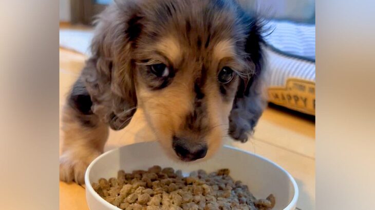 『大きくなっても3.5キロ』と言われた小さい犬…半年後→想定と違いすぎる『衝撃的な現在』が129万再生「むしろ親孝行」「重さも愛おしい」(ブログ)