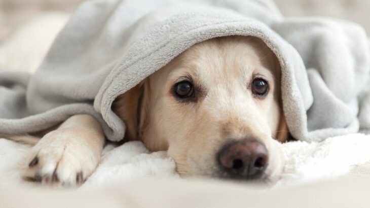 愛情不足な犬がみせる『問題行動』5選　愛犬に満足してもらうためのコミュニケーション方法とは？(ブログ)