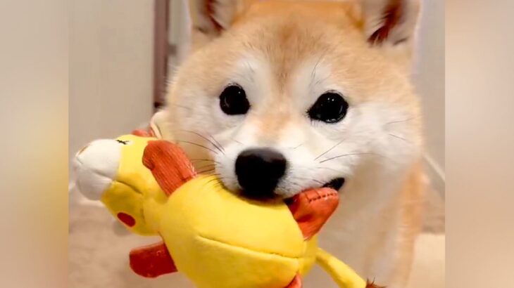 ぬいぐるみを買ったら、犬がわざわざ運んできて…『あたらしいお友達だよ！』とんでもなく尊いご紹介に2万いいね集まる「自慢げで最高」「天使」(ブログ)