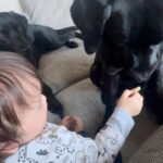 赤ちゃんが大型犬におやつを食べさせようとしたら、手を噛まないように…あまりにも優しい行動が10万再生「尊すぎて泣ける」「全員推せる」(ブログ)