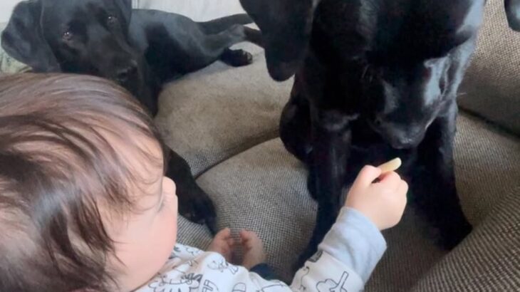 赤ちゃんが大型犬におやつを食べさせようとしたら、手を噛まないように…あまりにも優しい行動が10万再生「尊すぎて泣ける」「全員推せる」(ブログ)
