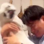 パパが帰宅→犬が『塩対応でお出迎えした』と思ったら…ツッコミどころ満載の『衝撃的な光景』が12万再生「飛び蹴り草」「メリハリあるｗ」(ブログ)