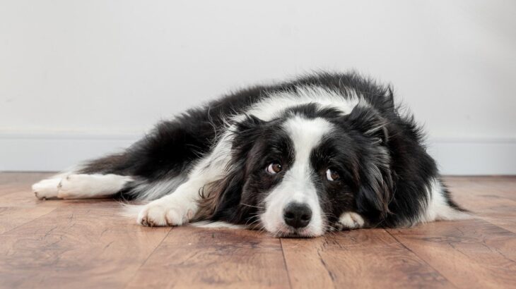 犬が『楽しくない』と思っているときにみせるサイン5選　退屈な時間が長く続くと愛犬にどんな影響をもたらすの？(ブログ)
