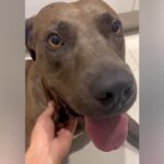 『ぼくのこと、覚えていますか？』飼育放棄した飼い主を１年間も裏庭で待ち続けた犬…涙が止まらない物語と現在が20万再生「むせび泣いた」の声(ブログ)