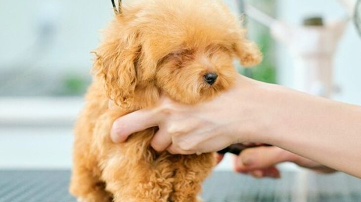 生まれて114日しか経っていない『極小子犬』→初めてのトリミングで…破壊力が高すぎる『尊い姿』が3万再生「可愛い」「癒された」と悶絶の声(ブログ)
