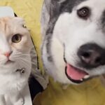 暖かくなったのでこたつを片付けようとしたら、大型犬と猫が文句を言いに来て…まさかの抗議と可愛い結末が5万再生「満員御礼ｗ」「ムリだよね」(ブログ)