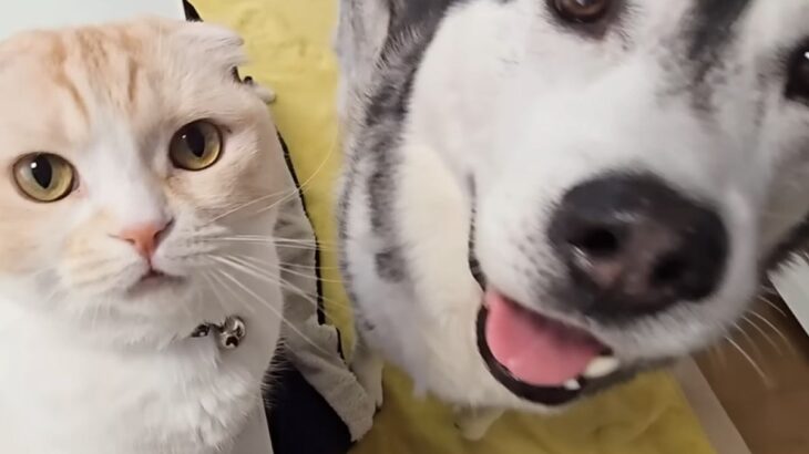 暖かくなったのでこたつを片付けようとしたら、大型犬と猫が文句を言いに来て…まさかの抗議と可愛い結末が5万再生「満員御礼ｗ」「ムリだよね」(ブログ)