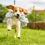 犬と遊びすぎてしまったらどうなる？愛犬に与える悪影響や適切な遊び時間まで(ブログ)