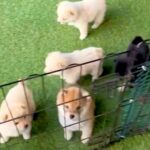 『６匹の赤ちゃん犬』にお出迎えされた結果→反則級に尊い『熱烈歓迎な光景』が61万再生「天使すぎるだろ…」「柴犬パラダイス」と悶絶の声(ブログ)
