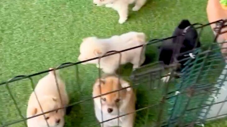 『６匹の赤ちゃん犬』にお出迎えされた結果→反則級に尊い『熱烈歓迎な光景』が61万再生「天使すぎるだろ…」「柴犬パラダイス」と悶絶の声(ブログ)