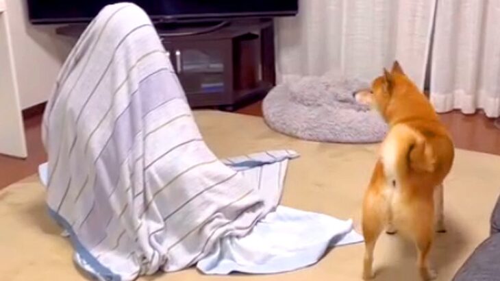 『家におばあちゃんが隠れていたら、犬は気付くのか』を検証→コント過ぎる『想像できなかった結末』が80万再生「お腹痛いｗ」「必死で可愛い」(ブログ)