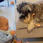0歳の赤ちゃんとお兄ちゃん犬→思った以上に平和な『おもちゃの取り合い』に「何回も見ちゃう可愛さｗ」「本当に優しい」と絶賛の声(ブログ)